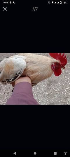 2 Golden Misri Hens for sell price 4000R. s Age 9 Month and home bread