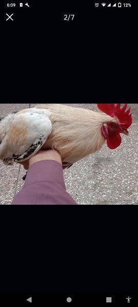 2 Golden Misri Hens for sell price 4000R. s Age 9 Month and home bread 0