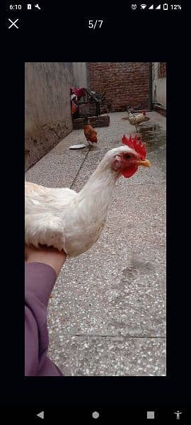 2 Golden Misri Hens for sell price 4000R. s Age 9 Month and home bread 1