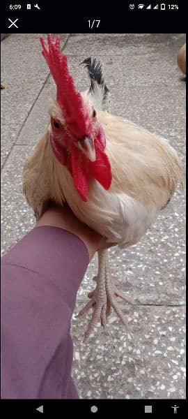 2 Golden Misri Hens for sell price 4000R. s Age 9 Month and home bread 2