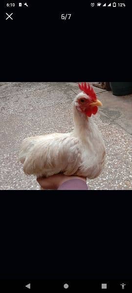 2 Golden Misri Hens for sell price 4000R. s Age 9 Month and home bread 3