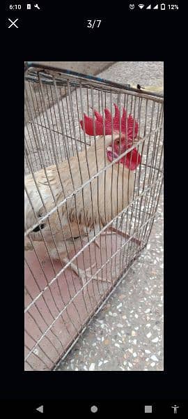 2 Golden Misri Hens for sell price 4000R. s Age 9 Month and home bread 4