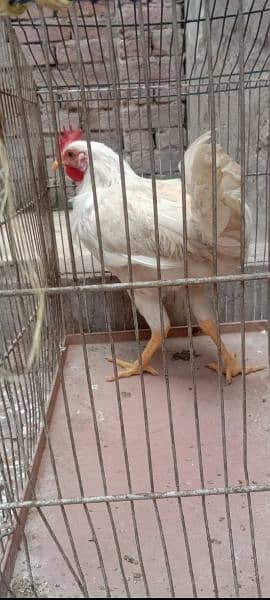 2 Golden Misri Hens for sell price 4000R. s Age 9 Month and home bread 5
