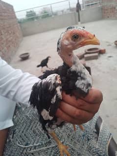 Aseel Chicks Healthy active beautiful 3 Month