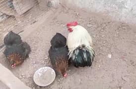 Bantam eggs available fresh and firtil 100%95. and Aseel pair for sell