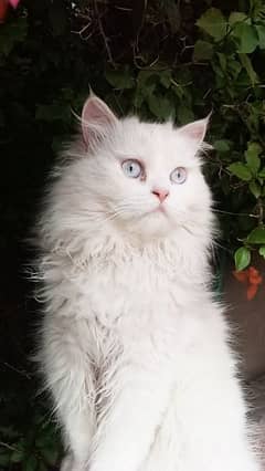 7 months old Persian cat double coated