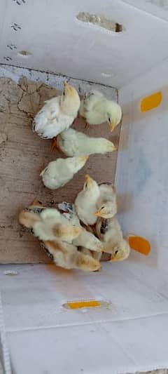 oh shamo chicks for sell  6000 per pice