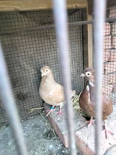 Budapest pigeon breeder pair healthy and active 0