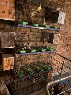 Birds Cage & Cockatiels & Love Birds