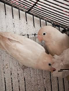 albino love bird
