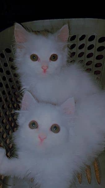 kittens for sale 8