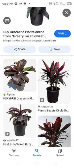all plants avilabale indoor out door sale purchaz and rant