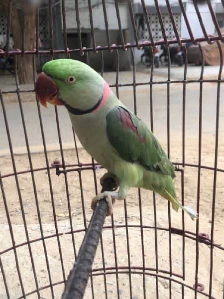 ringneck and raw parrot breading pair 0