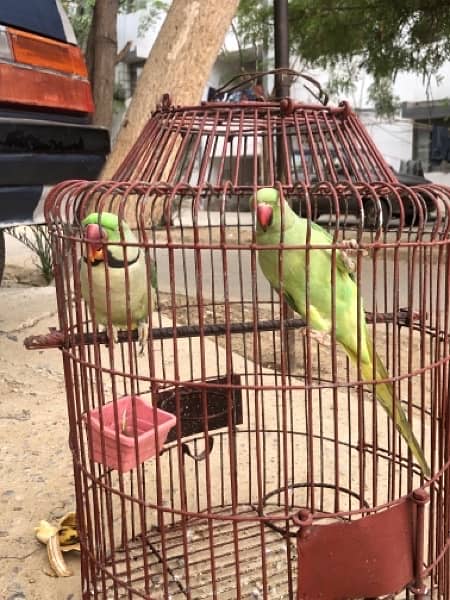 ringneck and raw parrot breading pair 1