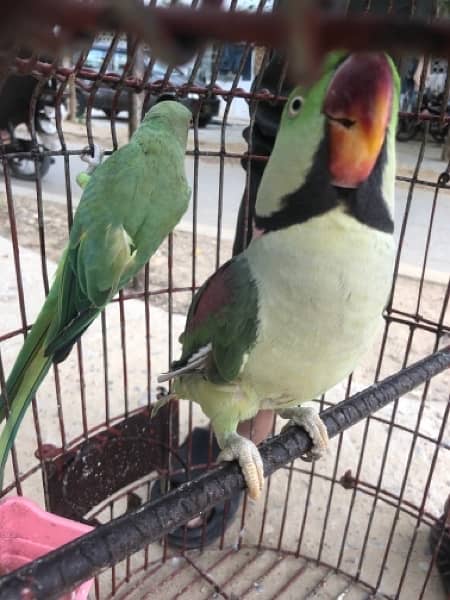 ringneck and raw parrot breading pair 3
