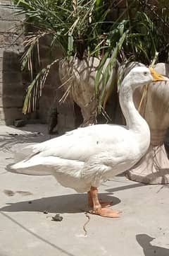 white long neck big duck female
