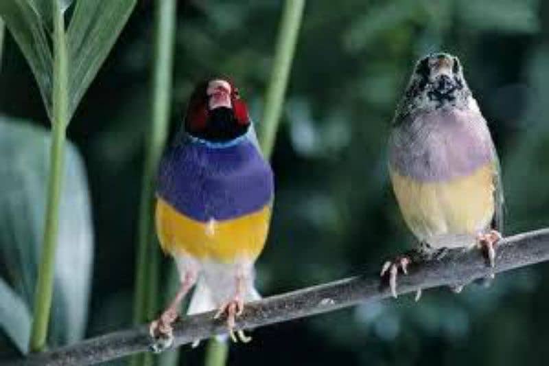 Gouldian Finch pair breeder 4