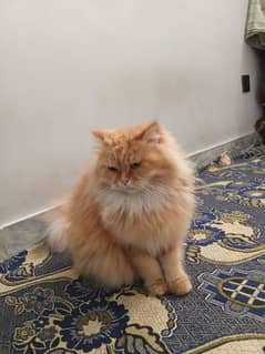 Female Persian cat triple coat