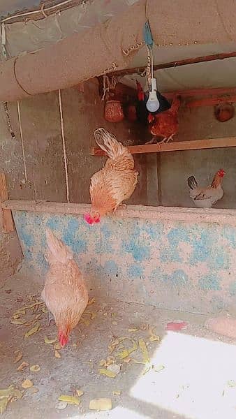 Hens for sale 4