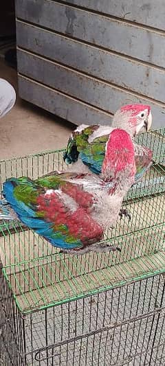 macaw green wing chick Karachi breed