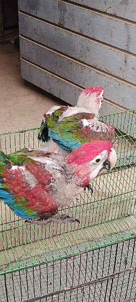 blue n gold macaw  chick kakatoa chick available Karachi breed 10