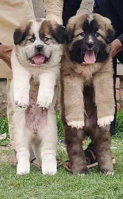 latkibakarwal pair 3 month for sale cargo available