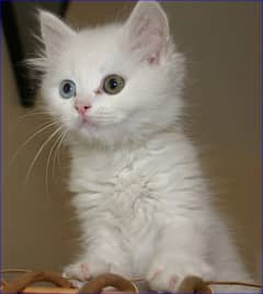 Cute White Turkish kitten Male   |  Contact on WhatsApp: O3OO 8OO 356O