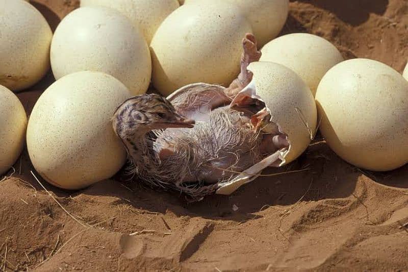 Ostrich Fresh EGGs Or Chick's Looking For New Home 2