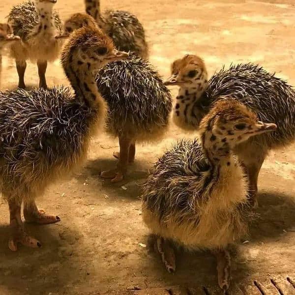 Ostrich Fresh EGGs Or Chick's Looking For New Home 3