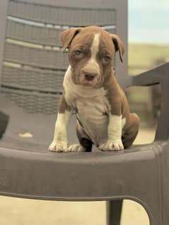 american bully pit female pup