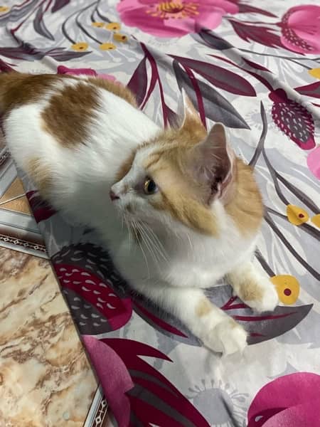 persian cat 2 years 8 months old 2
