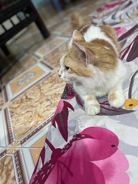persian cat 2 years 8 months old 5