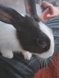 rabbits for sale and exchange possible with cat