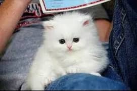 It's white persian kitten with blue shiny eyes.