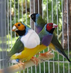 EID OFFER GOULDIAN Ready to first breed Pairs o3o9 3 3 3 7 5 7 4
