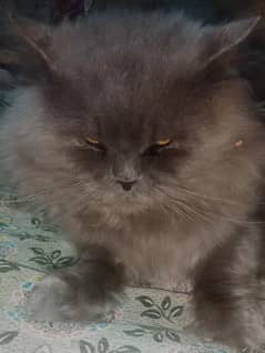 Persian cat in Grey Colour , Triple coat
