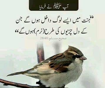 Naveed Ali