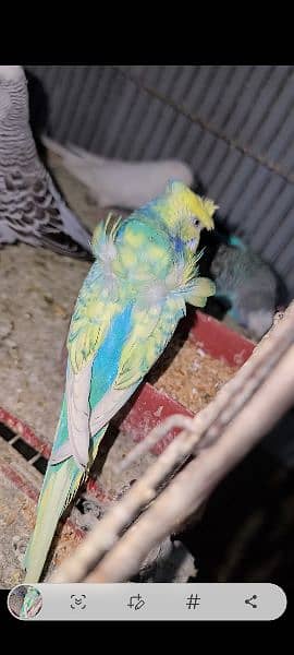 Exhibition pathy red eyes budgies hogobred  and   tcb budgies, 8