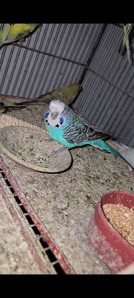 Exhibition pathy red eyes budgies hogobred  and   tcb budgies, 9