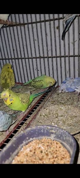 Exhibition pathy red eyes budgies hogobred  and   tcb budgies, 10