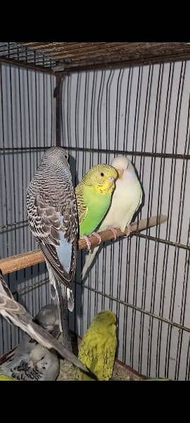 Exhibition pathy red eyes budgies hogobred  and   tcb budgies, 11