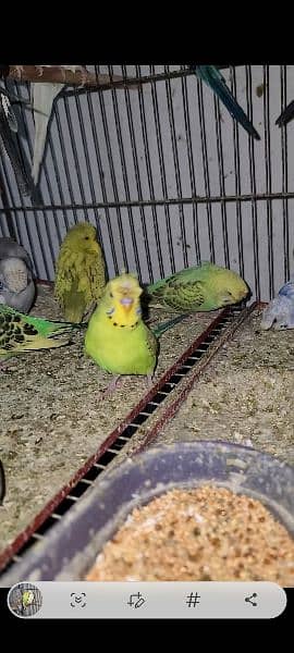 Exhibition pathy red eyes budgies hogobred  and   tcb budgies, 12