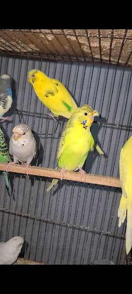 Exhibition pathy red eyes budgies hogobred  and   tcb budgies, 13