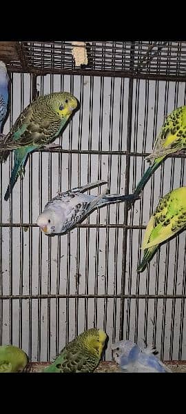 Exhibition pathy red eyes budgies hogobred  and   tcb budgies, 15