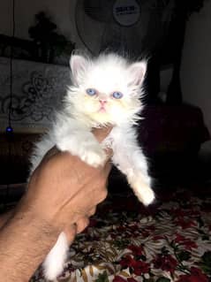 Persian triple code female kitten blue eyes