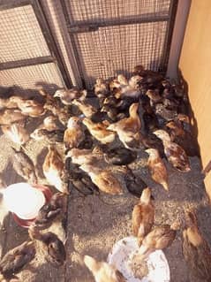 Desi hen chick's full healthy and pure. Ghr k palay ha