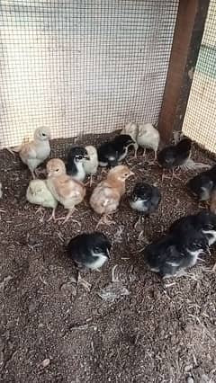 chicks for sell 1 week age