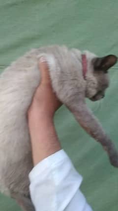 Persian cat @ Siamese cat @cat @ Male cat @ Perisan cat@ singlecoatcat