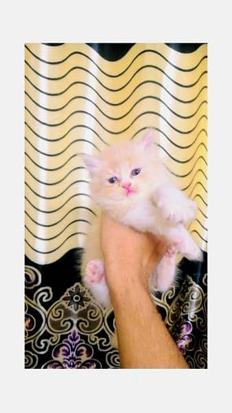 Triple Coated Pure Persian kitten looking for new home 1