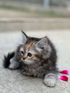 Female triple coat persian kitten